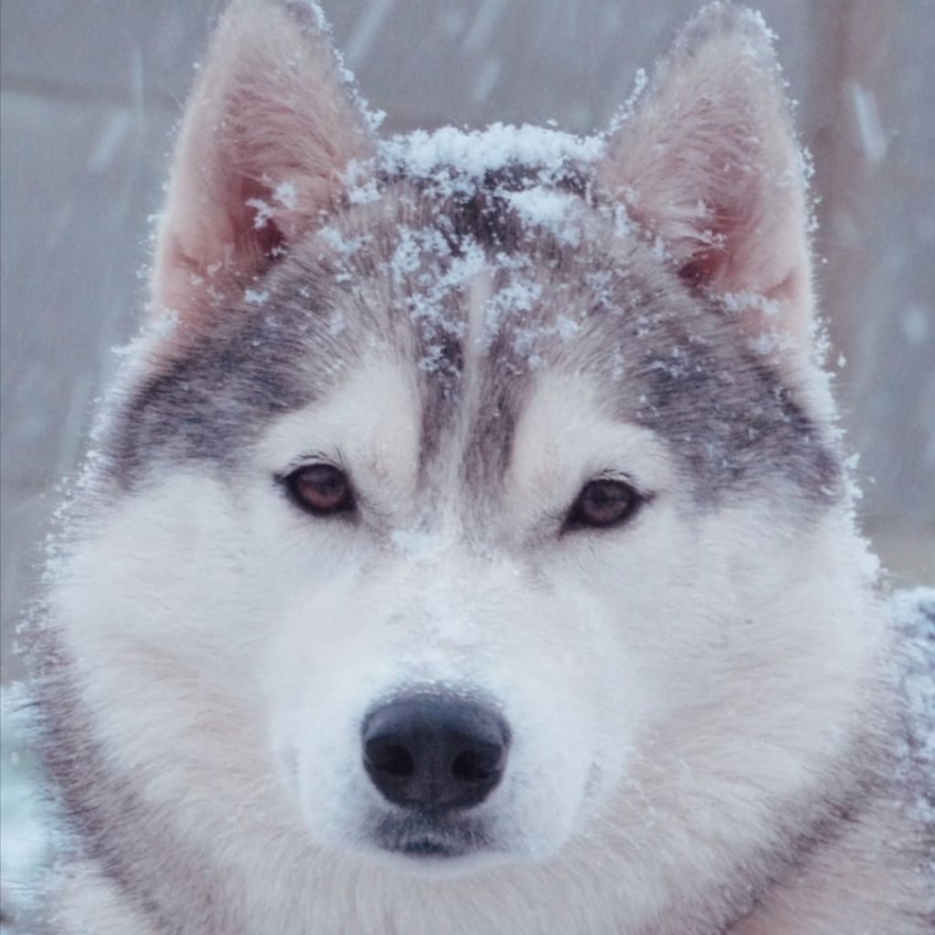 Tynda Of Kolyma Wolves