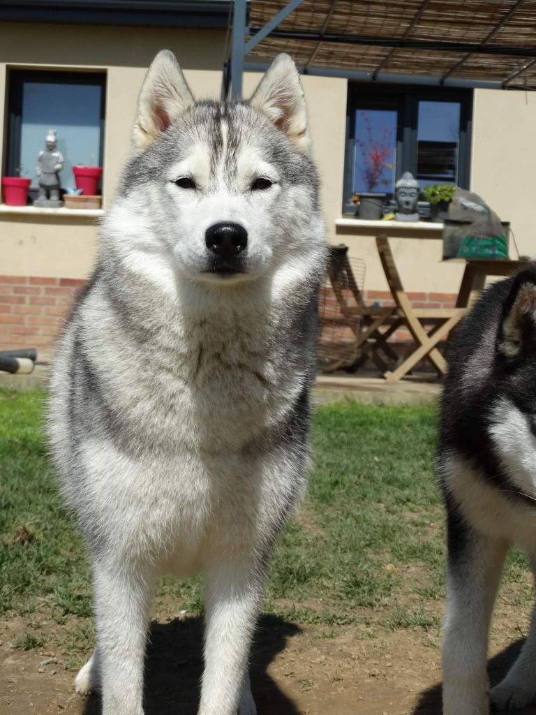 Tynda Of Kolyma Wolves