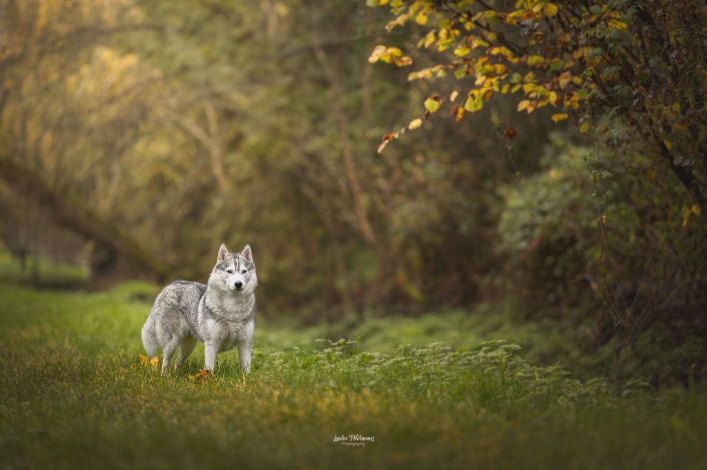 Tynda Of Kolyma Wolves