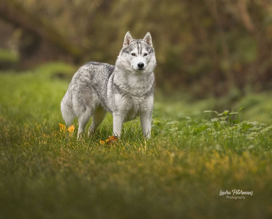 Tynda Of Kolyma Wolves