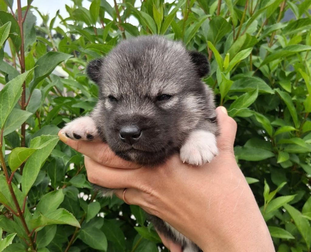 De La Meute De Raven - Chiots disponibles - Siberian Husky