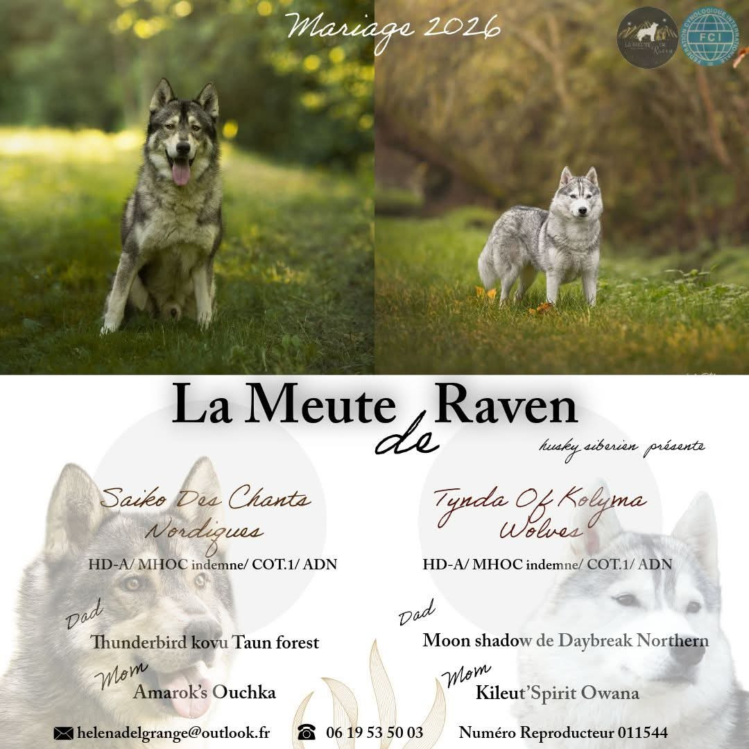 Chiot Siberian Husky De La Meute De Raven