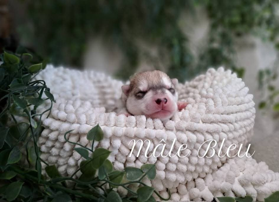 De La Meute De Raven - Chiots disponibles - Siberian Husky