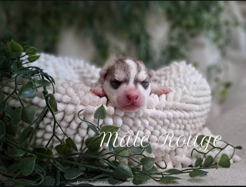 De La Meute De Raven - Chiots disponibles - Siberian Husky