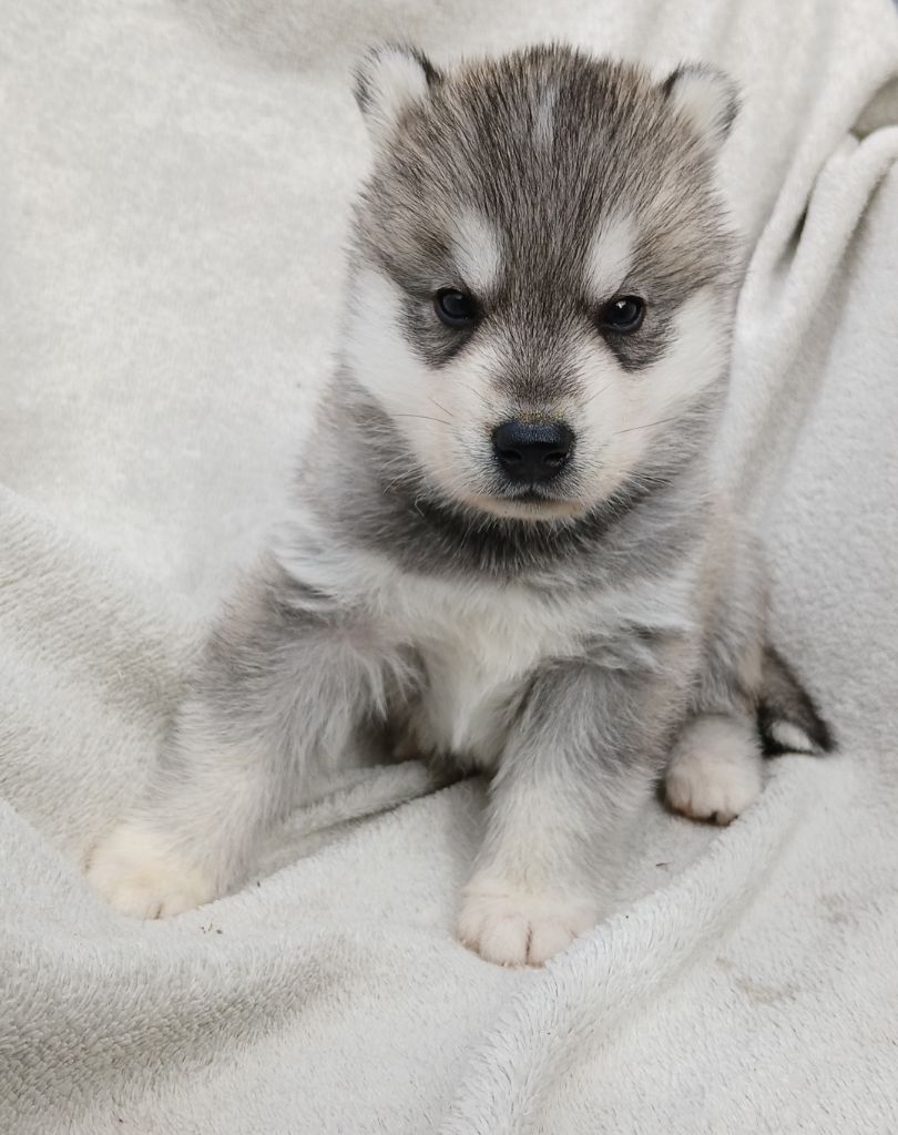 De La Meute De Raven - Chiots disponibles - Siberian Husky