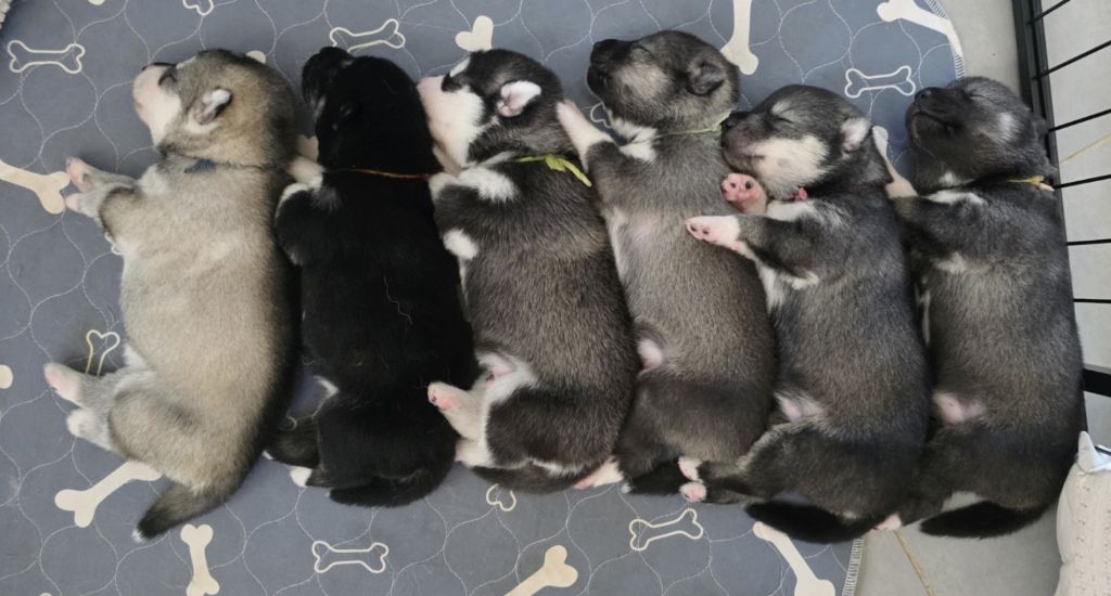 Chiot Siberian Husky De La Meute De Raven