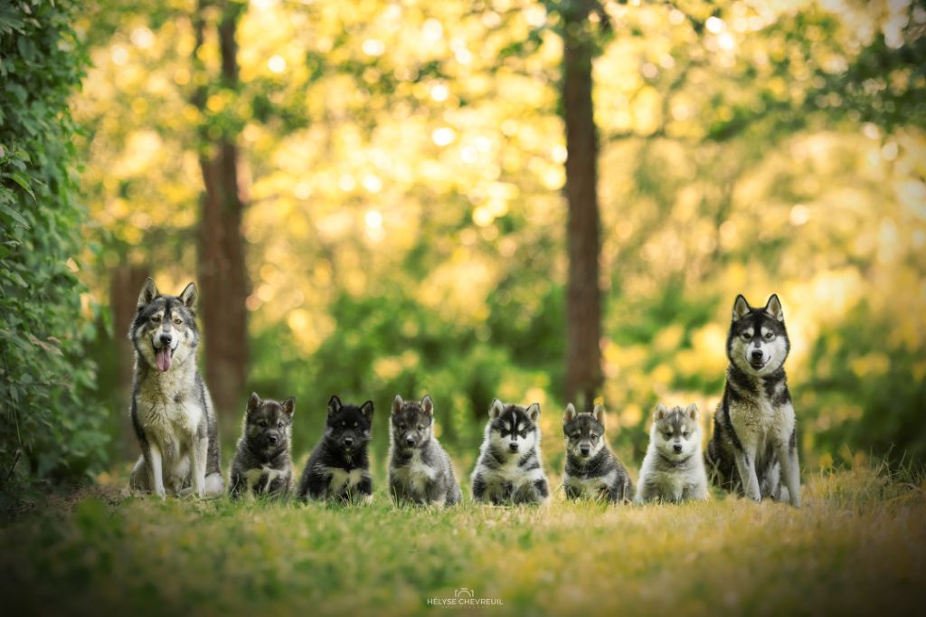 De La Meute De Raven - Siberian Husky - Portée née le 04/05/2025