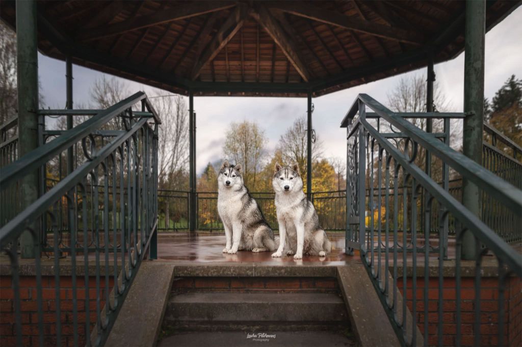 De La Meute De Raven - Siberian Husky - Portée née le 09/04/2024