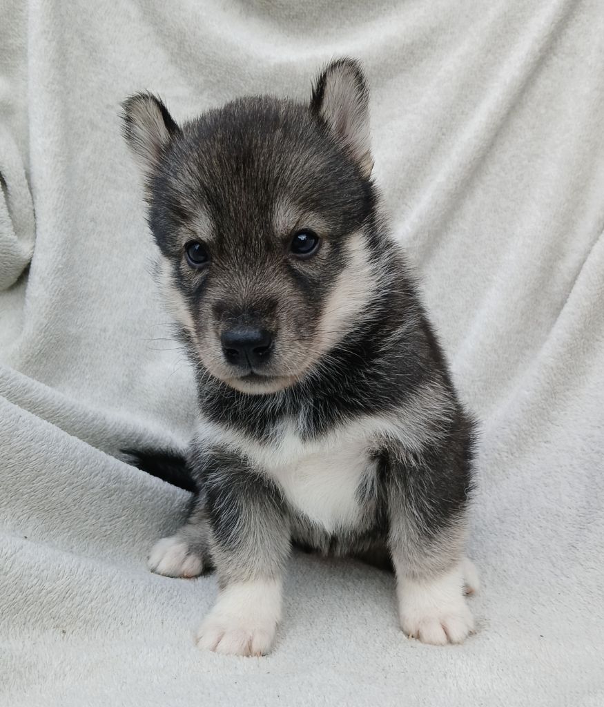 De La Meute De Raven - Chiots disponibles - Siberian Husky