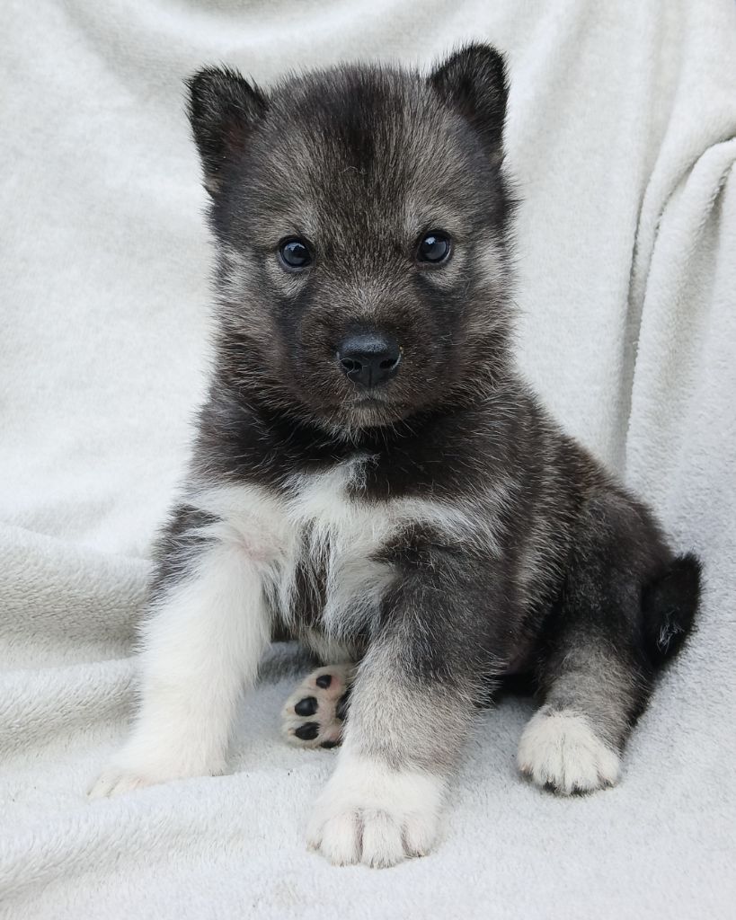 De La Meute De Raven - Chiots disponibles - Siberian Husky