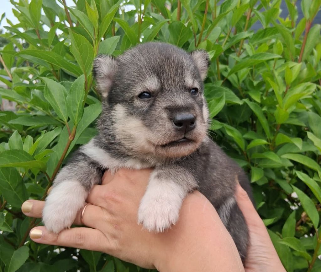 De La Meute De Raven - Chiots disponibles - Siberian Husky