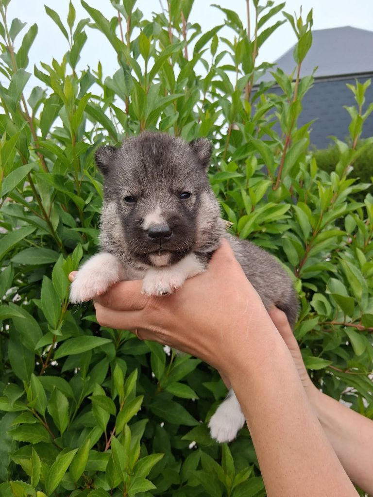 De La Meute De Raven - Chiots disponibles - Siberian Husky