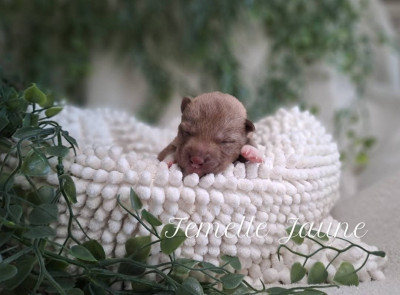 CHIOT 2