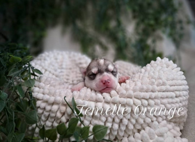 CHIOT 3