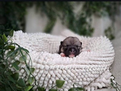 CHIOT 4