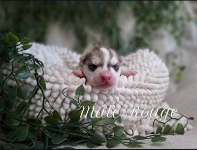 CHIOT 6