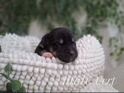 CHIOT 7