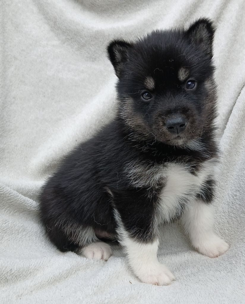 De La Meute De Raven - Chiots disponibles - Siberian Husky