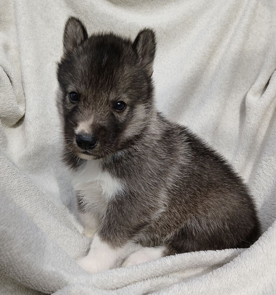 De La Meute De Raven - Chiots disponibles - Siberian Husky
