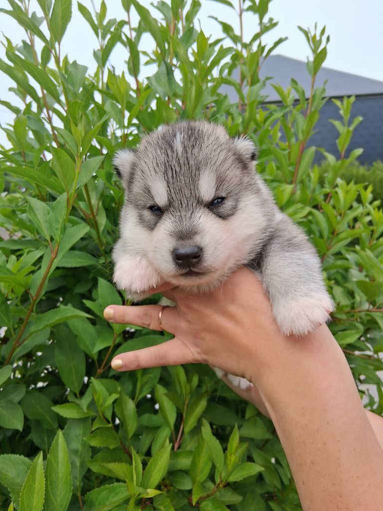 De La Meute De Raven - Chiots disponibles - Siberian Husky