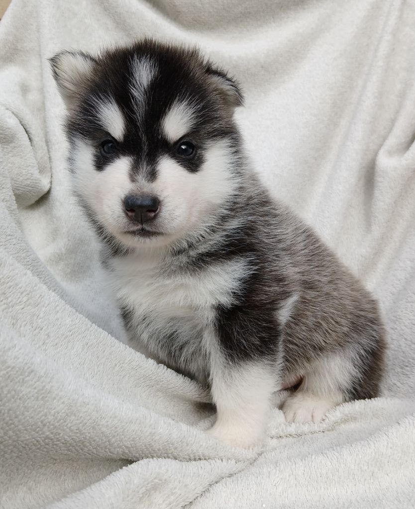 De La Meute De Raven - Chiots disponibles - Siberian Husky